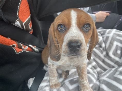 8,034 likes &183; 4 talking about this. . Red tick beagle for sale